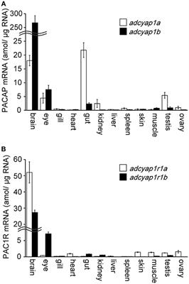 Expression Patterns of PACAP and PAC1R Genes and Anorexigenic Action of PACAP1 and PACAP2 in Zebrafish